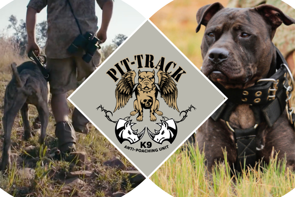 Sahara, Mikixi, and Friends: From Pup to Protector with Pit Track’s Elite K9 Training