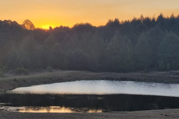 The Best Pet-Friendly Getaway - Greystone Lodge Dullstroom