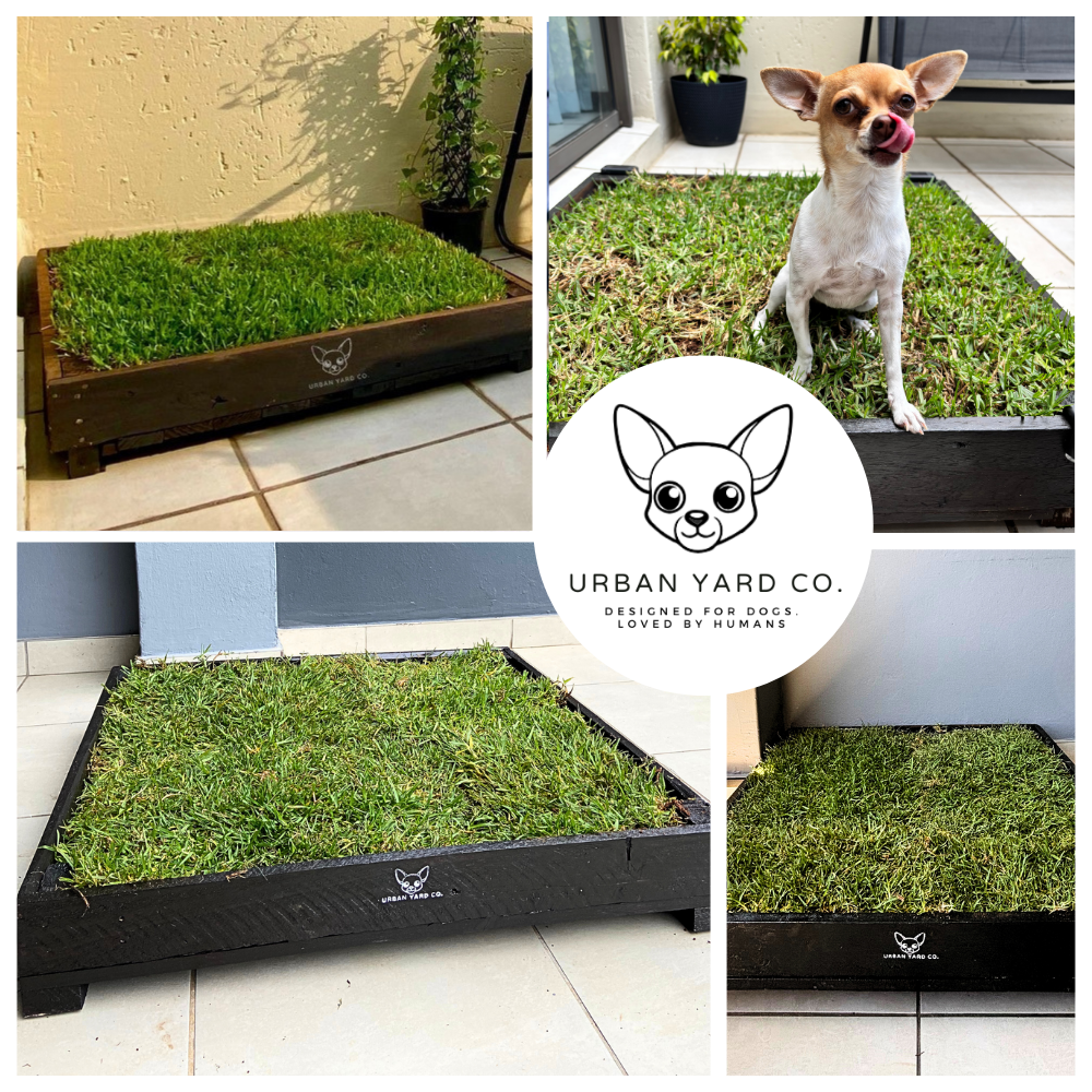 Urban Yard Co. – Bringing a Little Piece of Nature to City-Living Pups