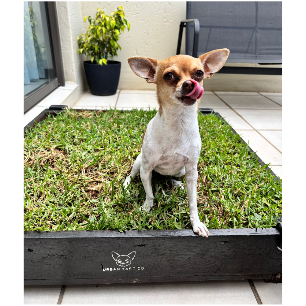 Urban Yard Potty Box for Dogs