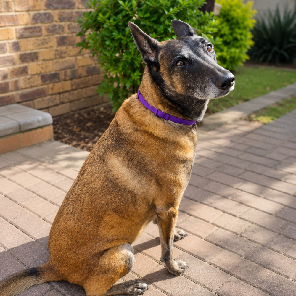 Calming Pheromone Collars for Dogs